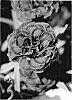 Dianthus%20caryophyllus%20%27KLEDP10112%27