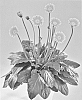 Gerbera%20hybrida%20%27Garoran%27