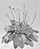 Gerbera%20hybrida%20%27Garoran%27