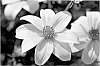 Bidens%20ferulifolia%20%27KLEBF10709%27