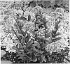 Sedum%20sp.%20%27Chocolate%20Drop%27