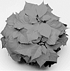 Poinsettia%20plant%20named%20%27NPCW11190%27