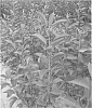 Prunus%20cerasus%20%27Weiroot%20720%27