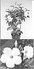 Mandevilla%20x%20amabilis%20%27Sunparamiho%27