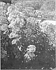 Eupatorium%20maculatum%20%27Snowball%27