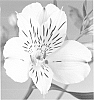 Alstroemeria%20hybrida%20%27Zalsaney%27