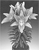 Lilium%20L.%20%27Tiny%20Pearl%27