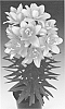 Lilium%20hybrida%20%27Tiny%20Double%20You%27