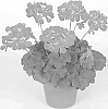 Pelargonium%20x%20hortorum%20x%20Pelargonium%20peltatum%20%27Pactiopi%27