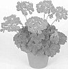 Pelargonium%20x%20hortorum%20x%20Pelargonium%20peltatum%20%27Pactiopi%27