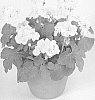 Pelargonium%20x%20hortorum%20%27Pacyellim%27