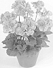 Pelargonium%20x%20hortorum%20%27Pacpeki%27