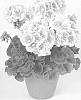 Pelargonium%20x%20hortorum%20%27Pacsalque%27