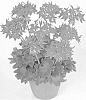 Pelargonium%20x%20hortorum%20%27Fiwored%27