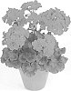 Pelargonium%20x%20hortorum%20%27Pacebel%27