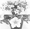 Petunia%20x%20hybrida%20%27Sunsurfkiro%27