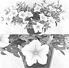 Petunia%20x%20hybrida%20%27Sunsurfkiro%27