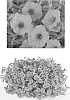 Petunia%20x%20hybrida%20%27USTUN34803%27