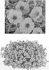 Petunia%20x%20hybrida%20%27USTUN34803%27