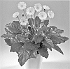 Gerbera%20hybrida%20%27Garsant%27