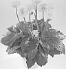 Gerbera%20hybrida%20%27Garsunny%27