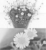 Brachyscome%20x%20hybrida%20%27Bonbra7115%27