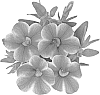 Calibrachoa%20sp.%20%27Duealtinice%27