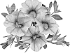 Calibrachoa%20sp.%20%27Duealpivu%27