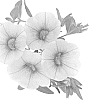 Calibrachoa%20sp.%20%27Duealgo%27