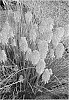 Kniphofia%20spp.%20%27Fire%20Glow%27