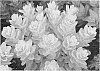 SEDUM%20PLANT%20NAMED%20%27POOL%20PARTY%27