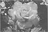 Rosa%20hybrida%20%27Meigrilega%27