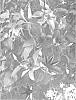 Clematis%20patens%20%27UNAI%20008%27