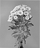 Chrysanthemum%20x%20morifolium%20%27Dekcatta%27