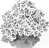Pelargonium%20grandiflorum%20%27Camstra%27