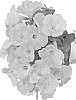 Petunia%20x%20hybrida%20%27Duepotpi11%27