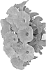 Petunia%20x%20hybrida%20%27Duepotpaya%27