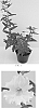 Mimulus%20aurantiacus%20%27Georgie%20White%27