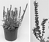 Salvia%20x%20hybrida%20%27Balyriclu%27