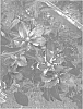 Clematis%20jackmanii%20%27UNAI%20003%27