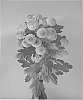 Chrysanthemum%20x%20morifolium%20%27Dekgrassly%27