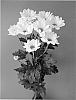 Chrysanthemum%20x%20morifolium%20%27Astec%27
