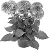 Dahlia%20hybrida%20%27Bkdadp%27