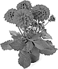 Dahlia%20hybrida%20%27Bkdard%27