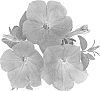 Petunia%20x%20hybrida%20%27Duesursky%27