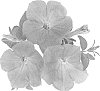 Petunia%20x%20hybrida%20%27Duesursky%27