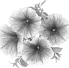 Petunia%20x%20hybrida%20%27Dueswegrice%27
