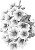 Petunia%20x%20hybrida%20%27Duepotblace%27