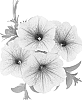 Petunia%20x%20hybrida%20%27Dueswebuce%27
