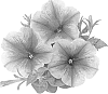 Petunia%20x%20hybrida%20%27Duesweberce%27
